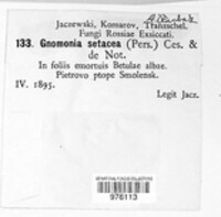 Gnomonia setacea image
